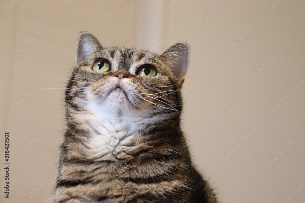 Obraz premium 鼻ぺちゃ猫コピースペースアメリカンショートヘアー