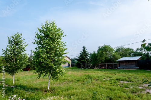 Rural Russian landscape, birch trees and wooden buildings in summer