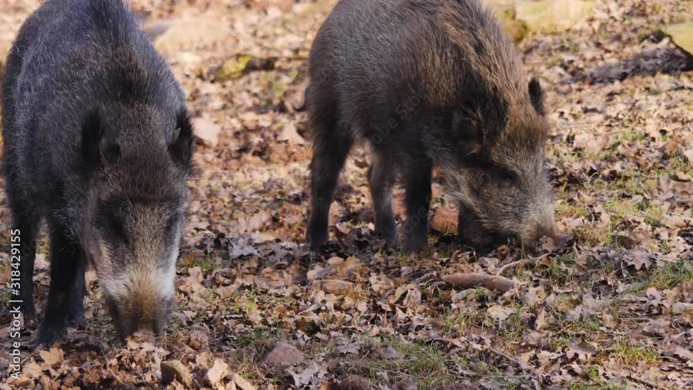 Close up of two young wild boar pig digging in the dirt on a sunny day in autumn. Close up of two young wild boar pig digging in the dirt on a sunny day in autumn.