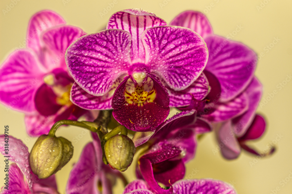 Beautiful fresh Orchids with an artistic background Beautiful fresh Orchids with an artistic background