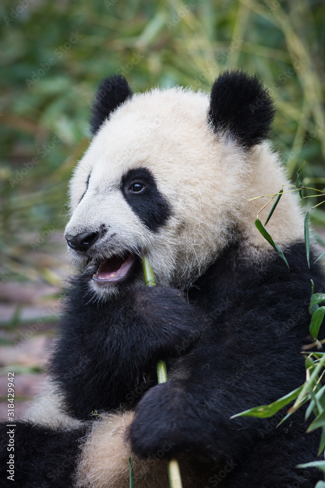Giant panda, Ailuropoda melanoleuca, approximately 6-8 months old, eating bamboo.