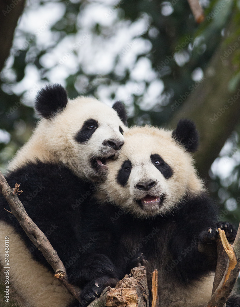 Two giant pandas, Ailuropoda melanoleuca, approximately 6-8 months old, playing and biting each other in a tree. Two giant pandas, Ailuropoda melanoleuca, approximately 6-8 months old, playing and biting each other in a tree.