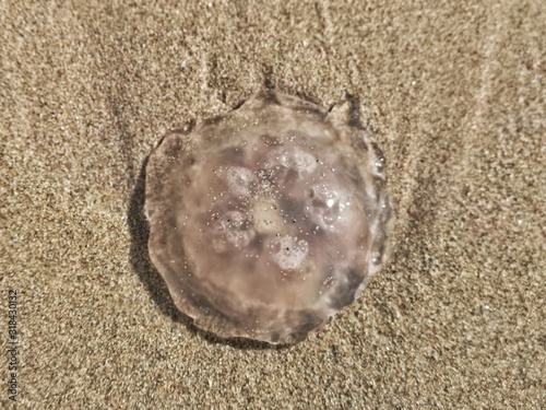 Large round circle translucent transparent jellyfish animal on sand beach. Dead sea ocean jelly fish on seashore coast.
