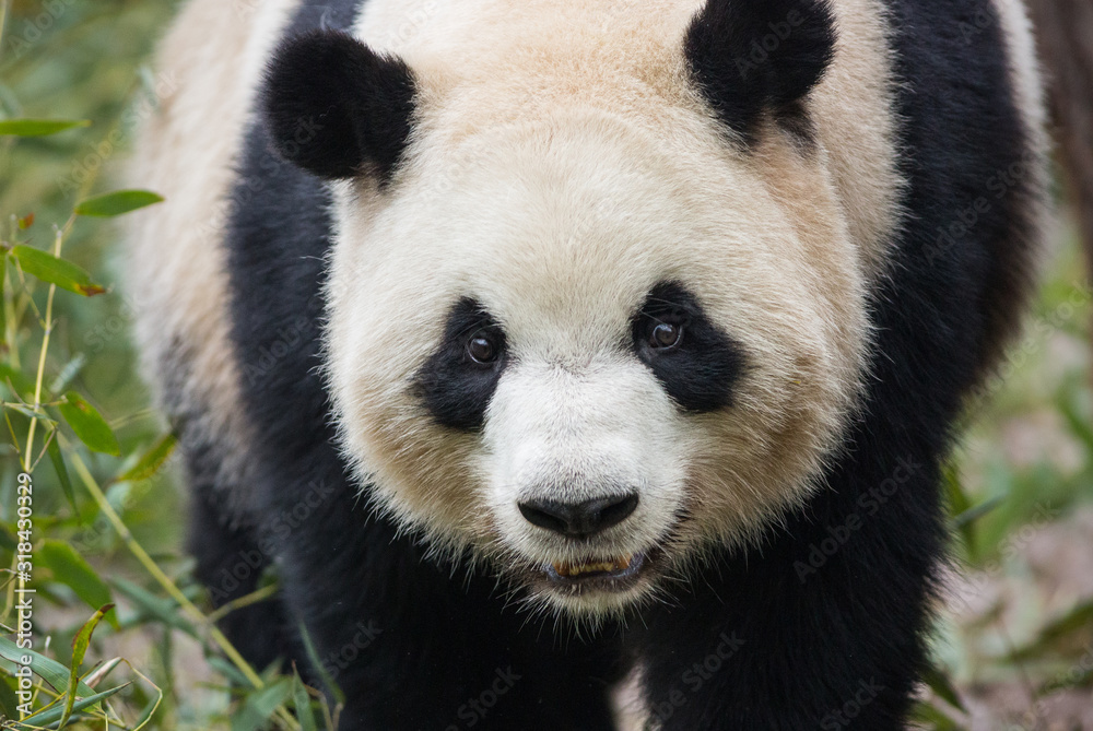 Obraz premium Giant panda, Ailuropoda melanoleuca, portrait of adult in bamboo.