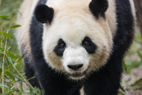 Giant panda  Ailuropoda melanoleuca  portrait of adult in bamboo.