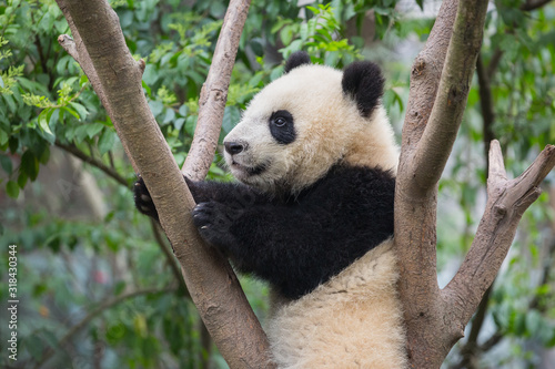 Giant panda, Ailuropoda melanoleuca, approximately 6-8 months old, climbing a tree.