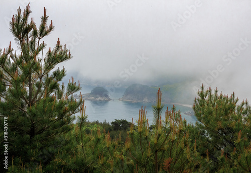Foggy seascape framed by cedars