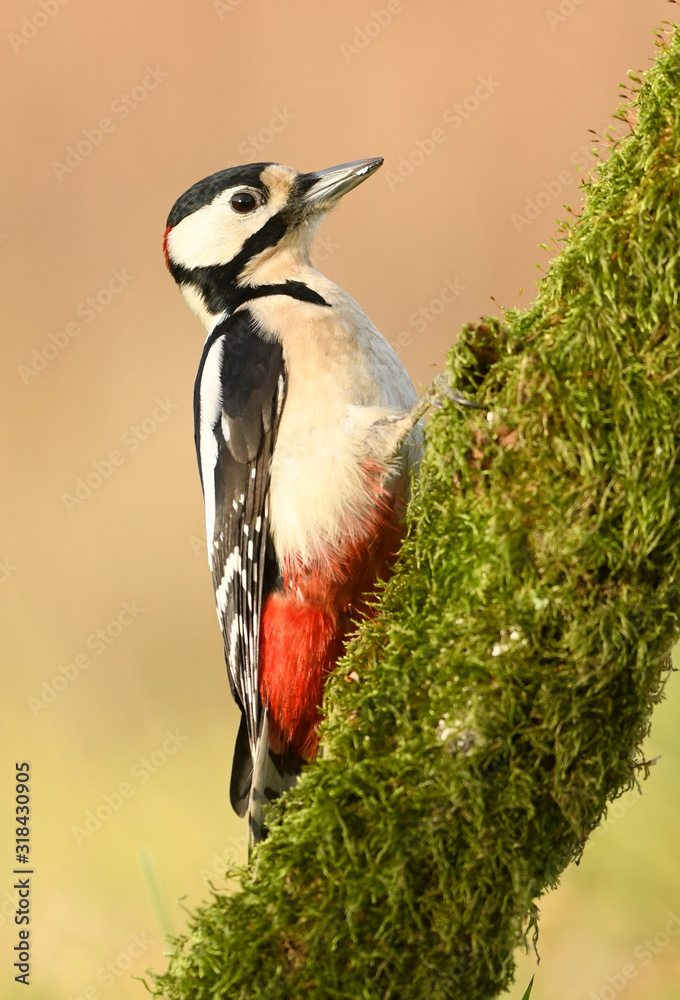 Obraz premium Great Spotted Woodpecker (Dendrocopos major)