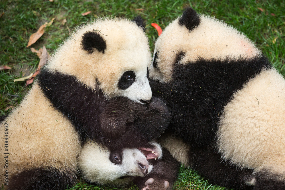 Naklejka premium Three giant pandas, Ailuropoda melanoleuca, approximately 6-8 months old, wrestling in the grass.