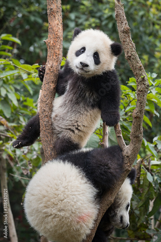 Two giant pandas, Ailuropoda melanoleuca, approximately 6-8 months old, climbing and playing in a tree.
