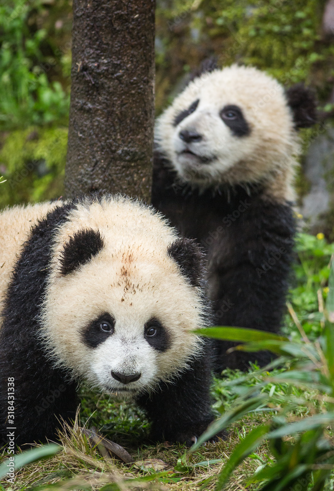 Giant pandas, Ailuropoda melanoleuca, approximately 6-8 months old, playing in the grass on a wet day. Giant pandas, Ailuropoda melanoleuca, approximately 6-8 months old, playing in the grass on a wet day.