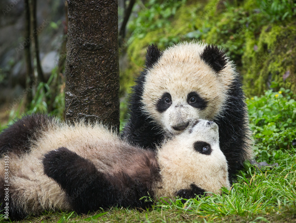 Fototapeta premium Giant pandas, Ailuropoda melanoleuca, approximately 6-8 months old, playing in the grass on a wet day.