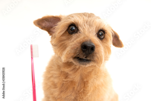 歯を磨くノーフォークテリア犬