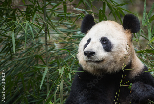 Portrait of a giant panda  Ailuropoda melanoleuca  sitting in the forest eating bamboo.