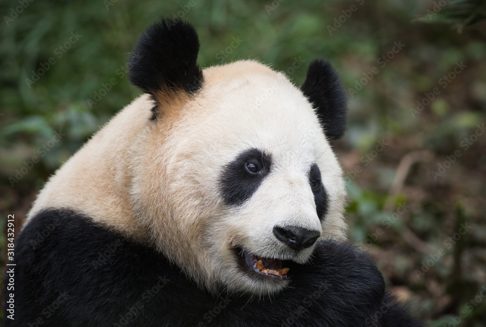 Portrait of a giant panda, Ailuropoda melanoleuca, sitting in the forest eating bamboo. Portrait of a giant panda, Ailuropoda melanoleuca, sitting in the forest eating bamboo.