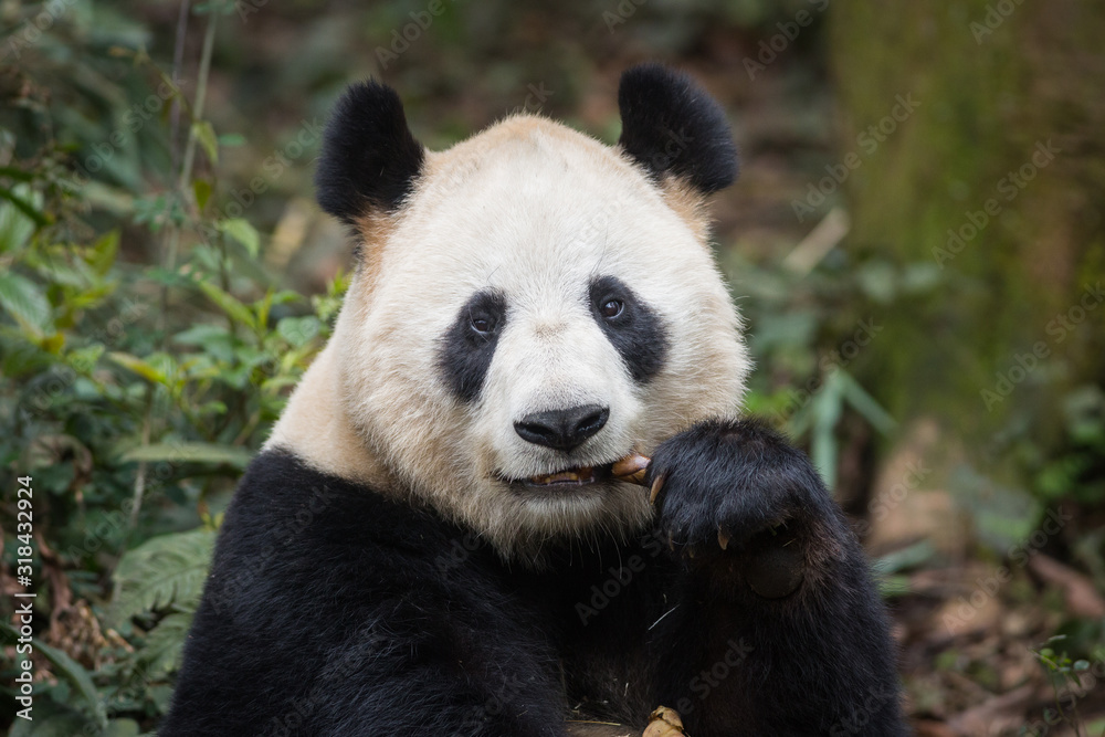 Portrait of a giant panda, Ailuropoda melanoleuca, sitting in the forest eating bamboo.