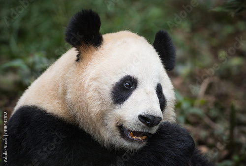 Portrait of a giant panda, Ailuropoda melanoleuca, sitting in the forest eating bamboo.