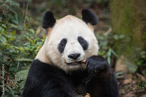 Portrait of a giant panda, Ailuropoda melanoleuca, sitting in the forest eating bamboo. © JAK