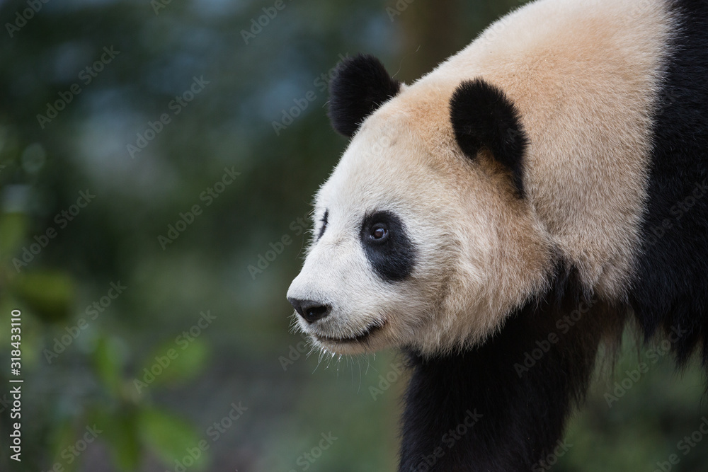 Portrait of a giant panda, Ailuropoda melanoleuca, walking through the forest. Portrait of a giant panda, Ailuropoda melanoleuca, walking through the forest.
