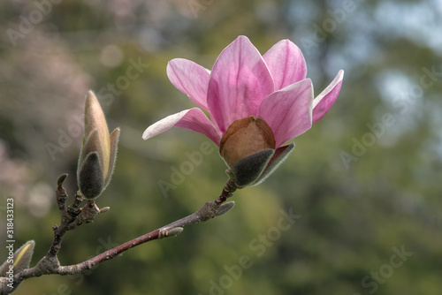 Bloom and bud on an Alexandrina Saucer Magnolia tree.