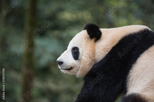 Profile portrait of a giant panda  Ailuropoda melanoleuca  sitting in the forest.