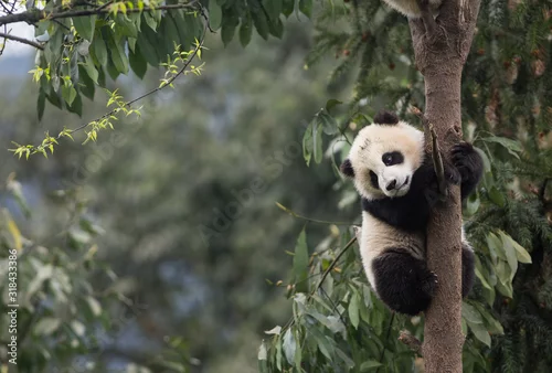 Fototapeta samoprzylepna Giant panda, Ailuropoda melanoleuca, approximately 6-8 months old, clutching on to a tree high above the ground.