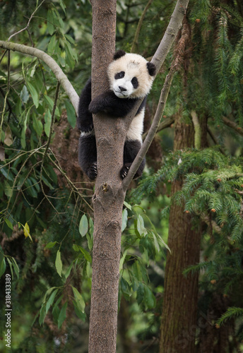Giant panda, Ailuropoda melanoleuca, approximately 6-8 months old, hanging on to a tree high above the ground.