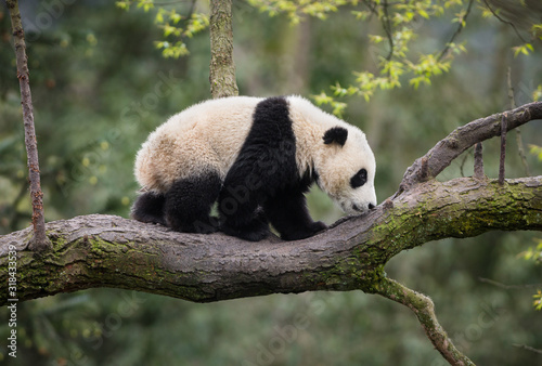 Giant panda, Ailuropoda melanoleuca, approximately 6-8 months old, walking on a tree branch high in the forest canopy. © JAK