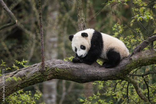 Giant panda, Ailuropoda melanoleuca, approximately 6-8 months old, sitting on a tree branch high in the forest canopy. © JAK