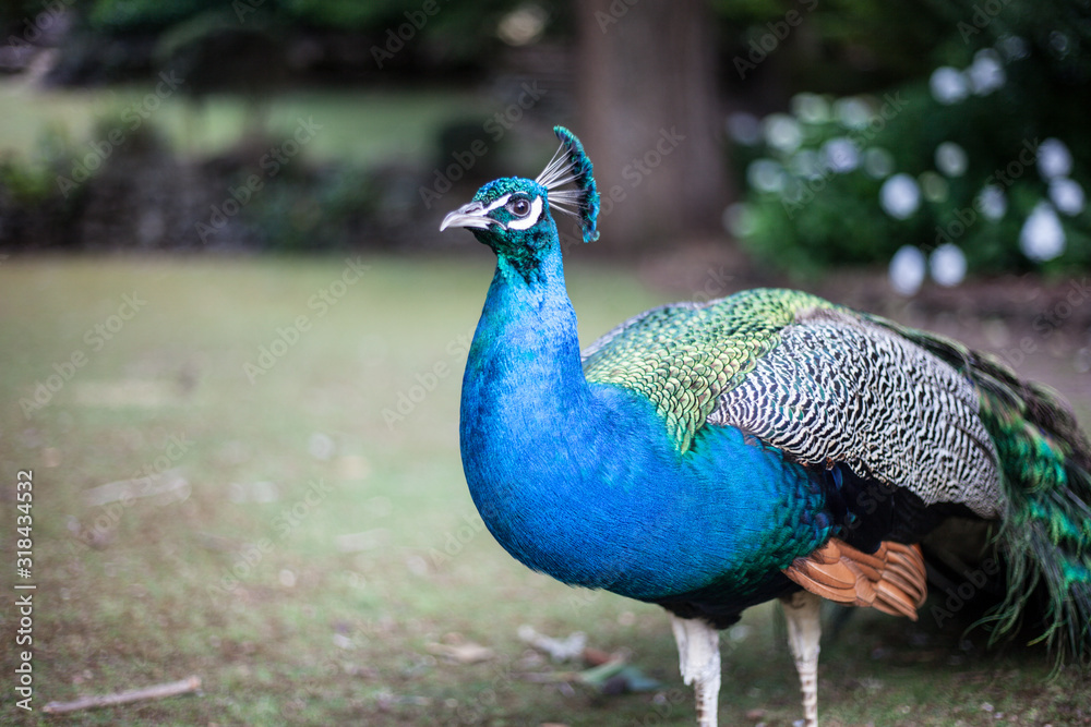 Obraz premium peacock with feathers