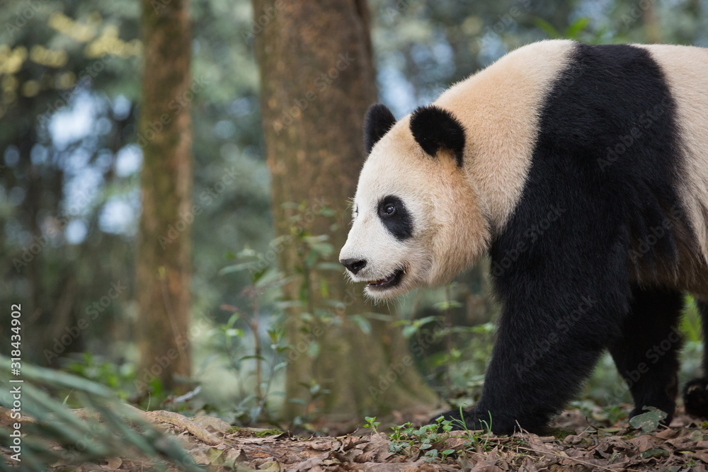 Fototapeta premium Portrait of a giant panda, Ailuropoda melanoleuca, walking through the forest.