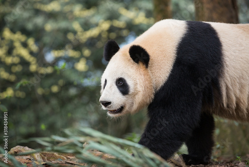 Portrait of a giant panda  Ailuropoda melanoleuca  walking through the forest.