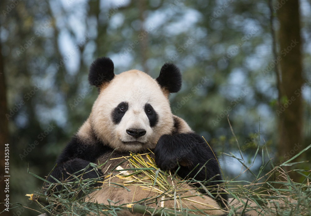 Obraz premium Portrait of a giant panda, Ailuropoda melanoleuca, sitting in a pile of bamboo and eating.