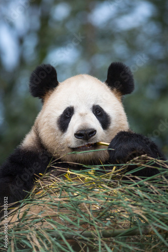 Portrait of a giant panda  Ailuropoda melanoleuca  sitting in a pile of bamboo and eating.