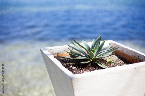 cactus in pot