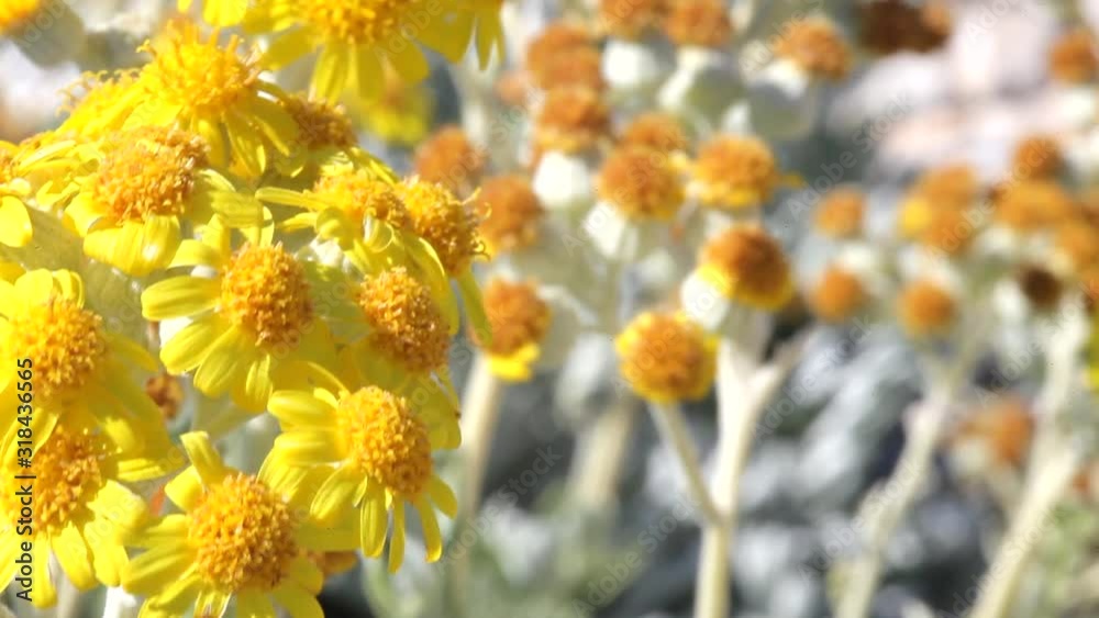 Jacobaea maritima, commonly known as silver ragwort on the rocky coast of brijuni, Croatia Jacobaea maritima, commonly known as silver ragwort on the rocky coast of brijuni, Croatia