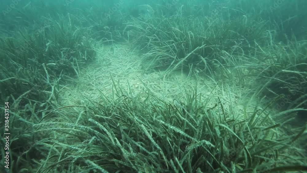 Sea grass from Brijuni National Park Sea grass from Brijuni National Park