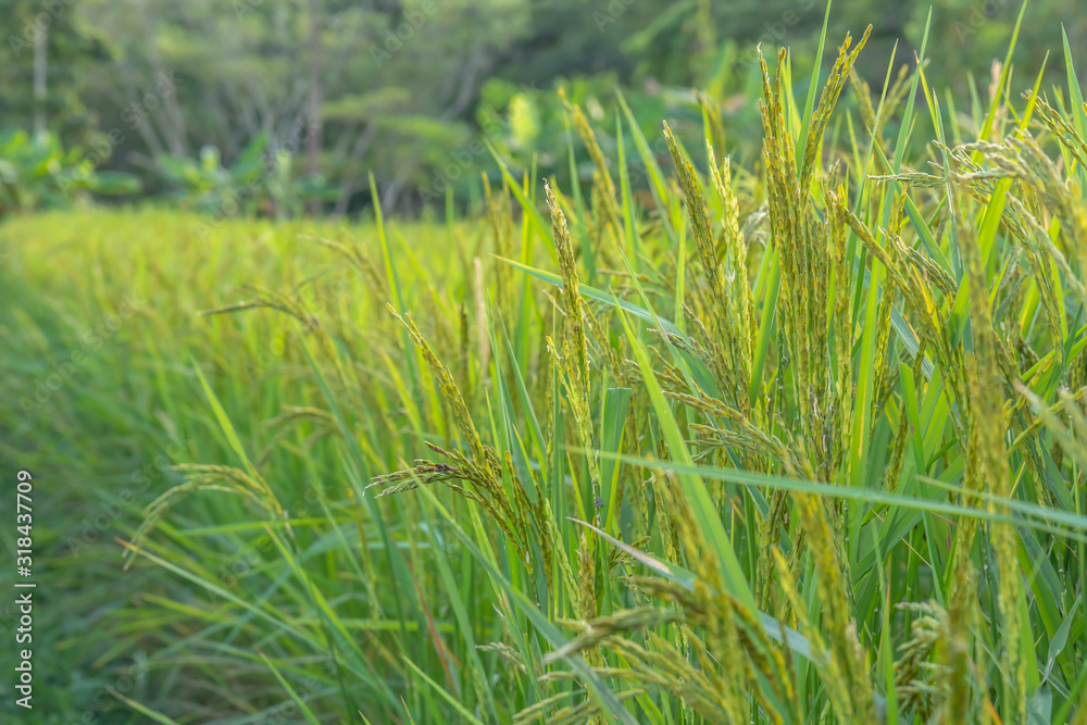 Fototapeta premium Rice field nature food background green leaves at north Thailand / Hand tenderly touching a young rice in the paddy field / Glutinous rice varieties(Oryza sativa L.(RD 6)).