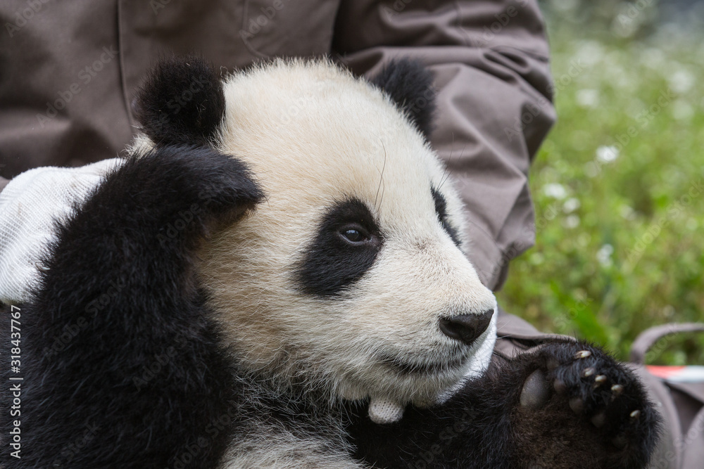 Fototapeta premium Giant panda, Ailuropoda melanoleuca, approximately 6-8 months old, reclining in the arms of a keeper in a field of wildflowers.