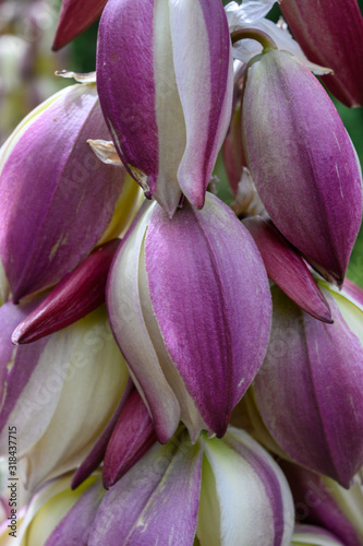 Purple Blossoms on Yucca Plant