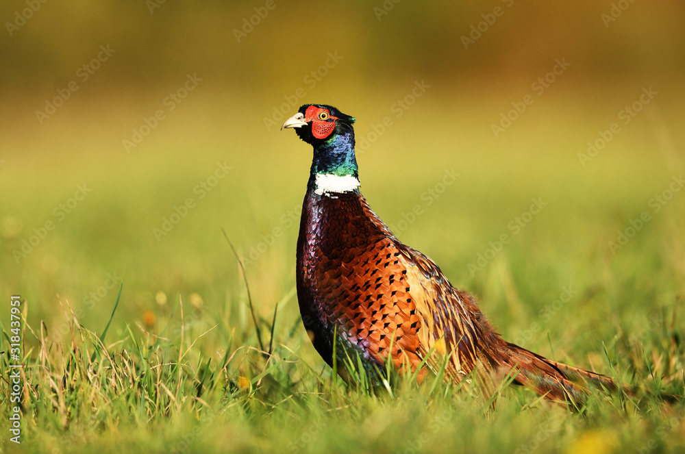 Fototapeta premium Ringneck Pheasant (Phasianus colchicus) male