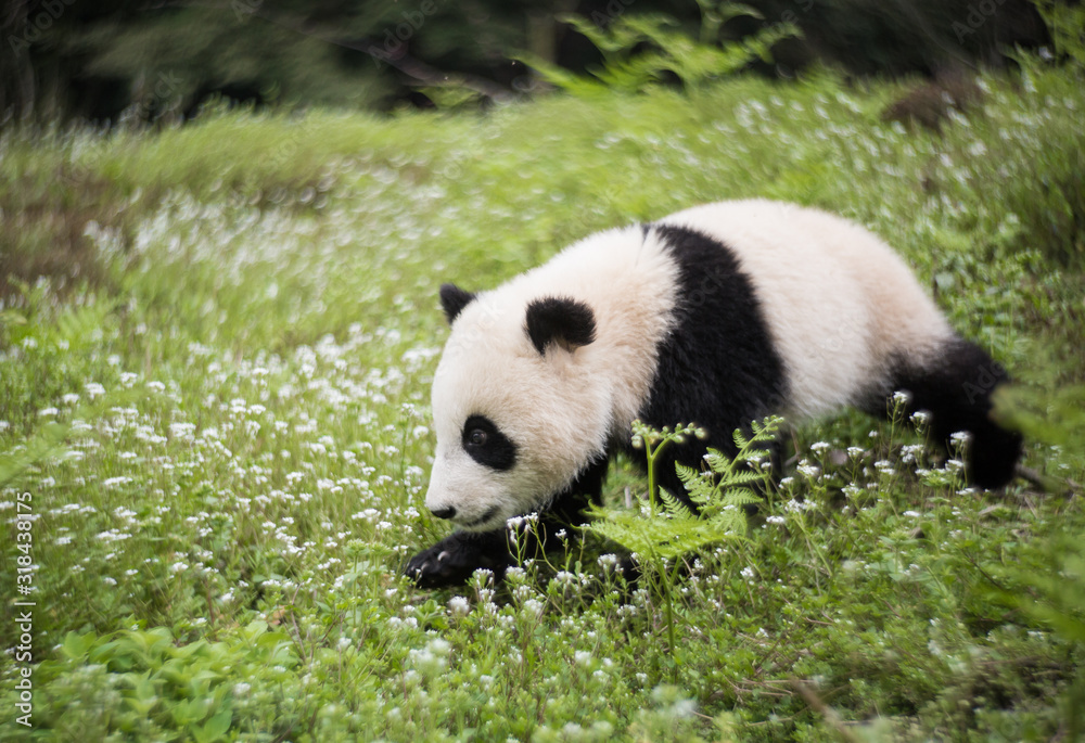 Giant panda, Ailuropoda melanoleuca, approximately 6-8 months old, walking through wildflowers.