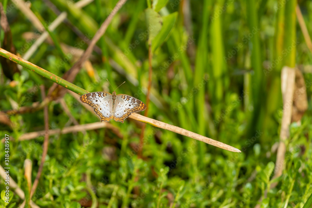 Butterfly on reed in Florida Marsh Butterfly on reed in Florida Marsh