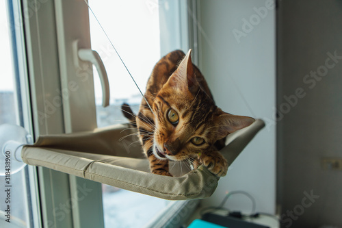 Cute little bengal kitty cat sitting on the cat's window bed and biting the strap.