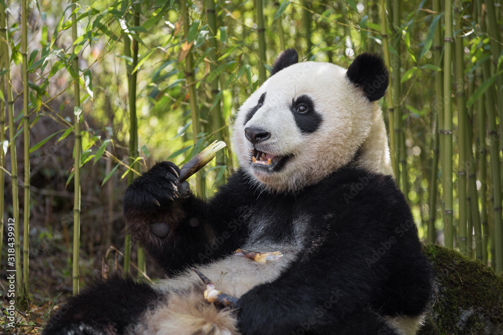 Obraz premium Giant panda, Ailuropoda melanoleuca, sitting upright in a bamboo grove eating.