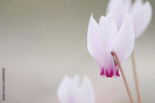 淡い色のシクラメンの花