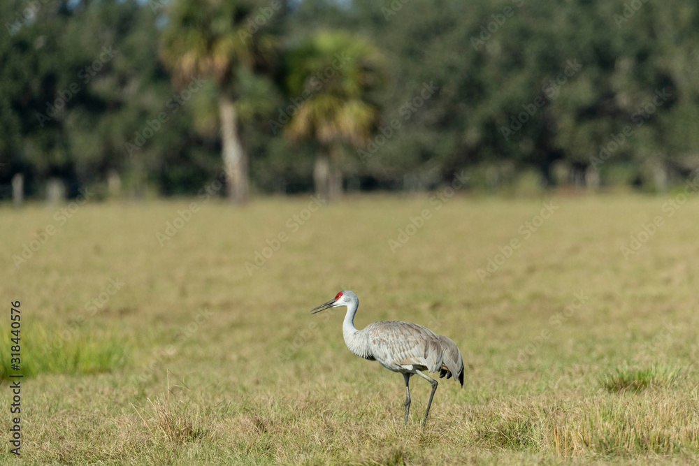 Fototapeta premium Sandhill Cranes in Florida Farm Field