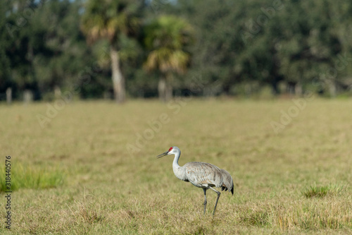 Sandhill Cranes in Florida Farm Field