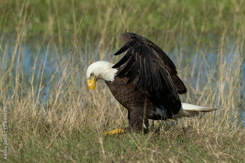 Bald Eagle Collecting nesting Material in Florida Bald Eagle Collecting nesting Material in Florida