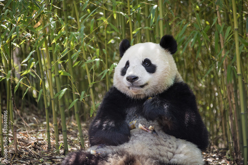 Giant panda, Ailuropoda melanoleuca, sitting in a bamboo grove eating. © JAK